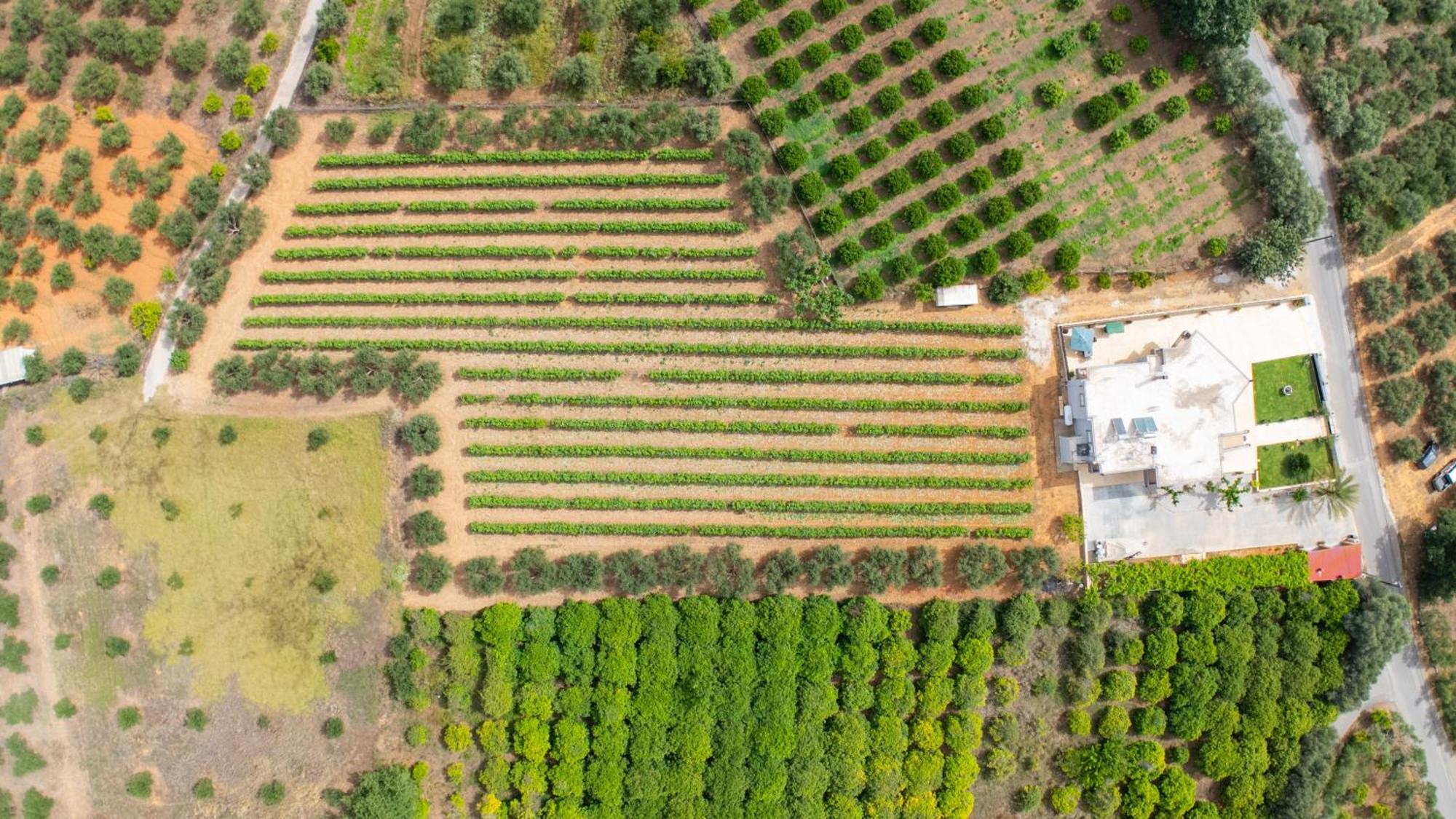 Ampelos Perivólia Esterno foto